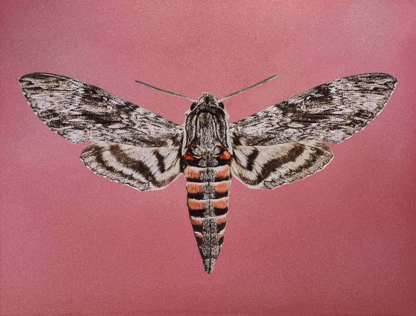 Convolvulus hawk moth